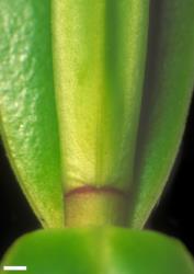Veronica stricta var. lata. Leaf bud with no sinus. Scale = 1 mm.
 Image: W.M. Malcolm © Te Papa CC-BY-NC 3.0 NZ
